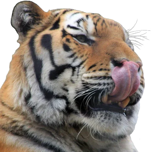 😋 Стикер «Tiger Male» для Telegram