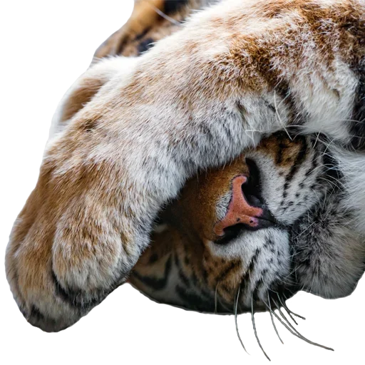 🤭 Стикер «Tiger Male» для Telegram