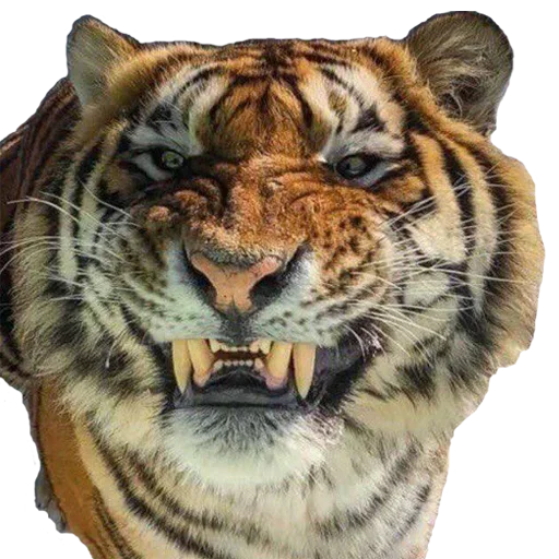 Стикерпак Tiger Male для Telegram — скачать