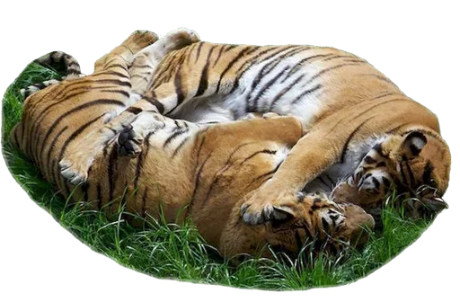 ❤ Стикер «Tiger Male» для Telegram