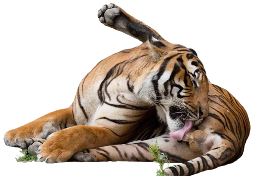 😛 Стикер «Tiger Male» для Telegram