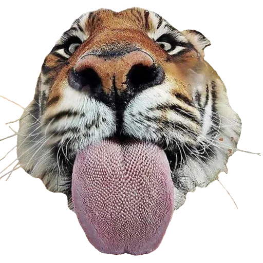 👅 Стикер «Tiger Male» для Telegram