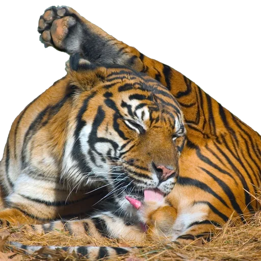 😝 Стикер «Tiger Male» для Telegram