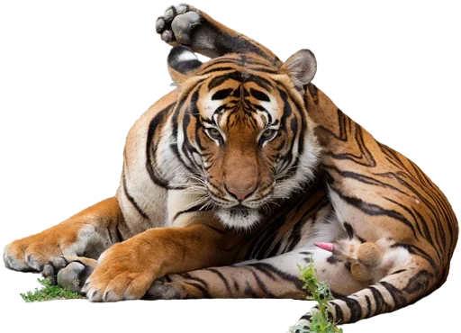 🥕 Стикер «Tiger Male» для Telegram