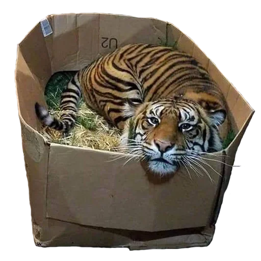 🎁 Стикер «Tiger Male» для Telegram