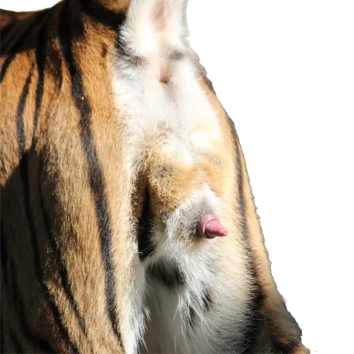 🥕 Стикер «Tiger Male» для Telegram