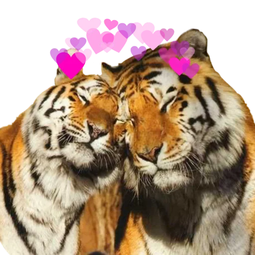 💕 Стикер «Tigers love» для Telegram
