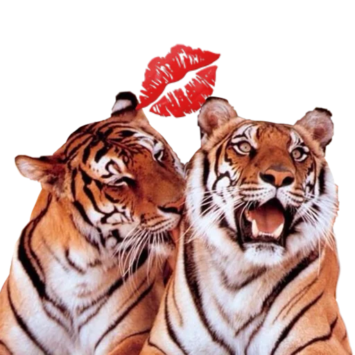 Стикерпак Tigers love для Telegram