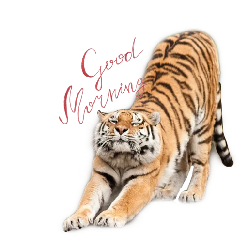 🥱 Стикер «Tigers love» для Telegram