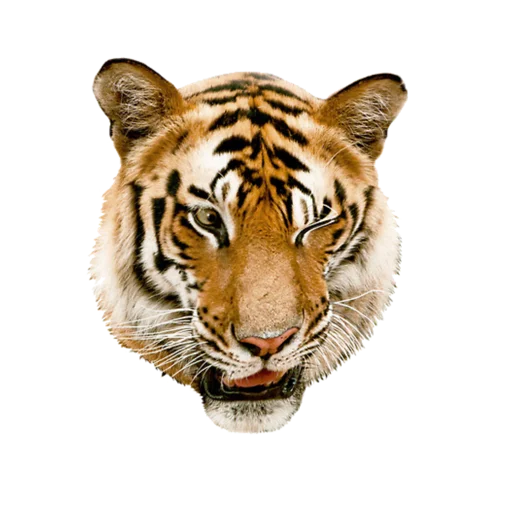 😉 Стикер «Tigers love» для Telegram