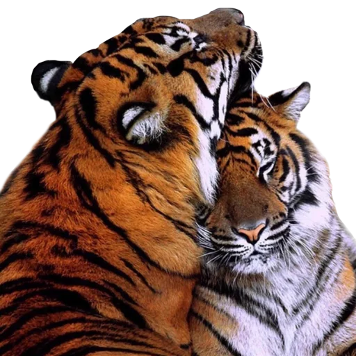 👩‍❤️‍👨 Стикер «Tigers love» для Telegram