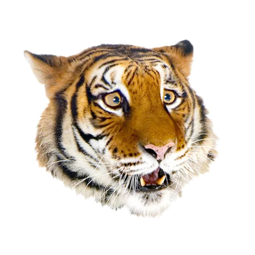 😲 Стикер «Tigers love» для Telegram