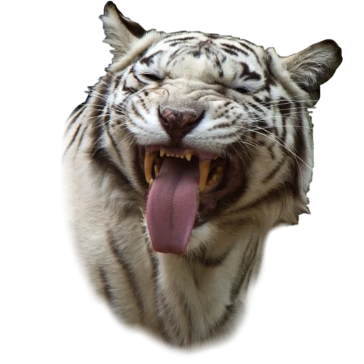 😋 Стикер «Tigers love» для Telegram