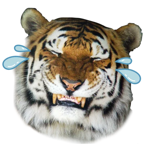 🤣 Стикер «Tigers love» для Telegram