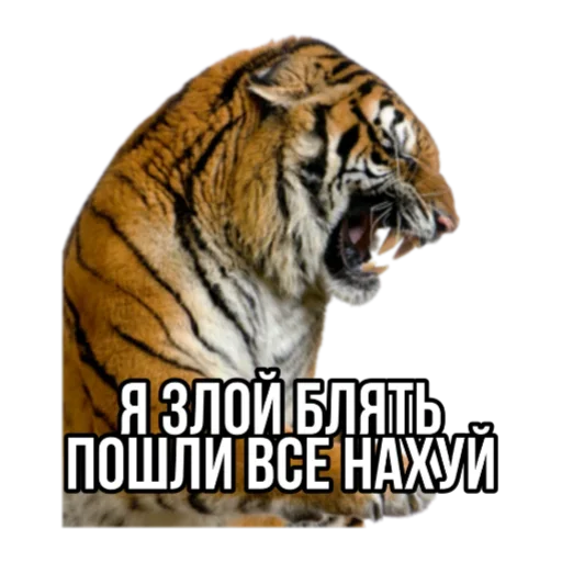 🤬 Стикер «Тигр пошлит» для Telegram