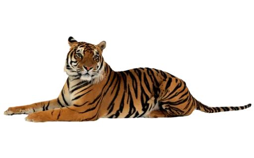 🐅 Стикер «Тигр» для Telegram