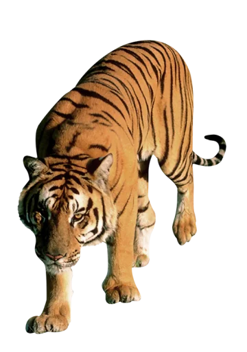 🐅 Стикер «Тигр» для Telegram