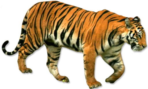 🐅 Стикер «Тигр» для Telegram