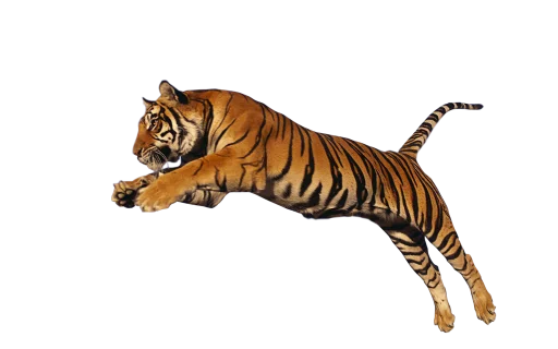 🐅 Стикер «Тигр» для Telegram
