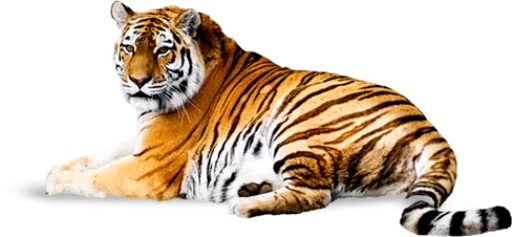 🐅 Стикер «Тигр» для Telegram