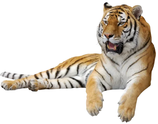 🐅 Стикер «Тигр» для Telegram