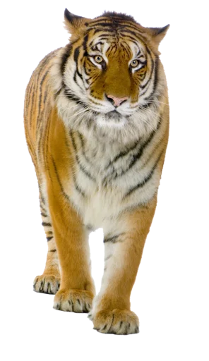 🐅 Стикер «Тигр» для Telegram
