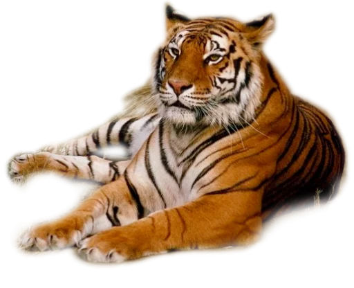 🐅 Стикер «Тигр» для Telegram