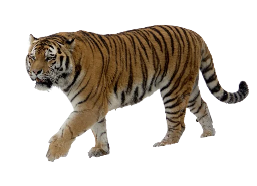 🐅 Стикер «Тигр» для Telegram