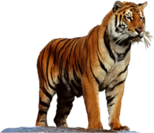 🐅 Стикер «Тигр» для Telegram