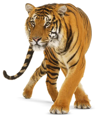 🐅 Стикер «Тигр» для Telegram
