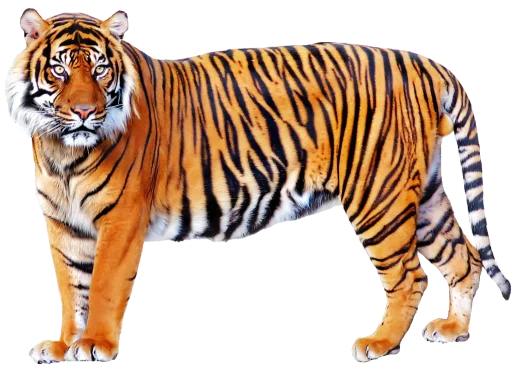 🐅 Стикер «Тигр» для Telegram