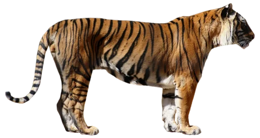 🐅 Стикер «Тигр» для Telegram