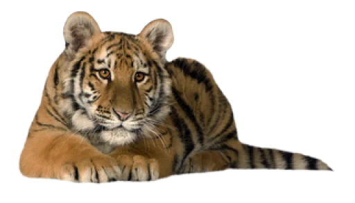 🐅 Стикер «Тигр» для Telegram