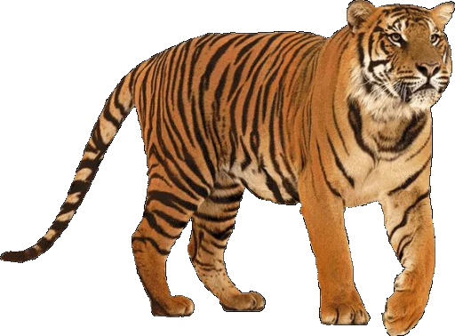 🐅 Стикер «Тигр» для Telegram