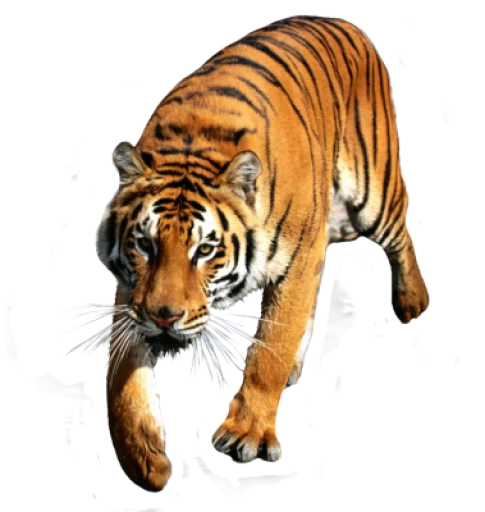 🐅 Стикер «Тигр» для Telegram