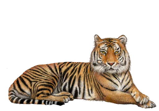 🐅 Стикер «Тигр» для Telegram