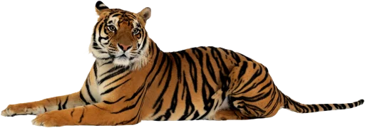 🐅 Стикер «Тигр» для Telegram