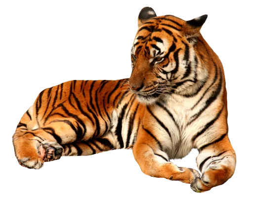 🐅 Стикер «Тигр» для Telegram