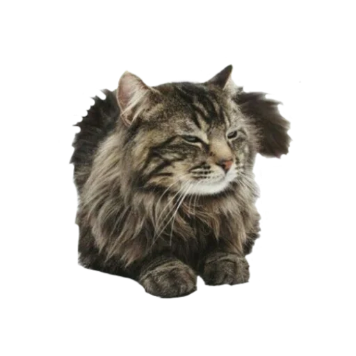 🐈 Стикер «nydelig» для Telegram