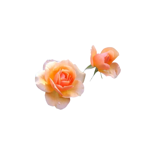 🌹 Стикер «nydelig» для Telegram