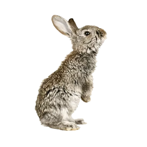 🐇 Стикер «nydelig» для Telegram