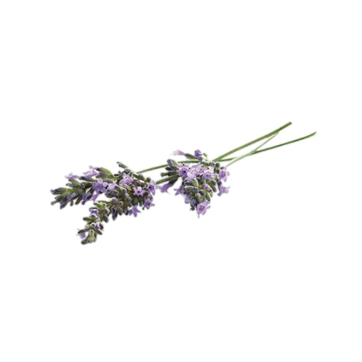 🌸 Стикер «nydelig» для Telegram