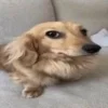 🤩 Эмодзи «Фотки с ТТ» для Telegram