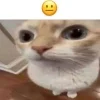 🤩 Эмодзи «Фотки с ТТ» для Telegram