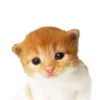✌️ Эмодзи «꒰ ꒱ . duhh ⸝⸝» для Telegram