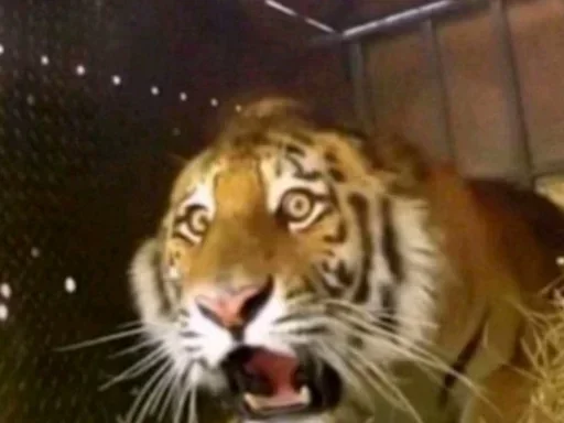 Стикер 16 фото с тт #random #tiktok