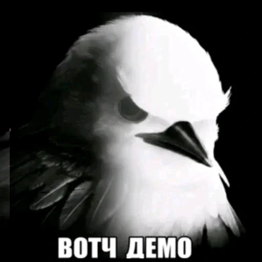 🫤 Стикер «вряд ли птички» для Telegram