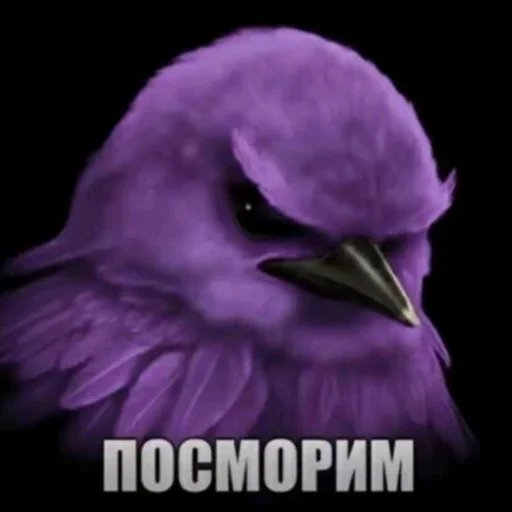 🫤 Стикер «вряд ли птички» для Telegram