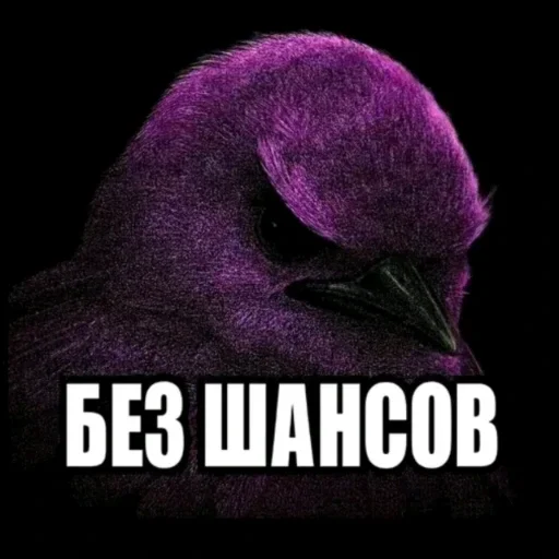 🫤 Стикер «вряд ли птички» для Telegram