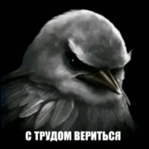 🫤 Стикер «вряд ли птички» для Telegram